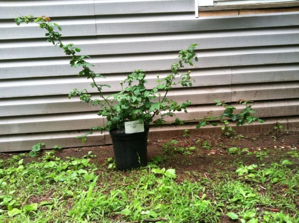  photo SouvenirDeVictorLandeauJune13A_zps6ff836ea.jpg